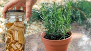 Il tuo rosmarino muore sempre? I trucchi segreti dei giardinieri cambieranno tutto!