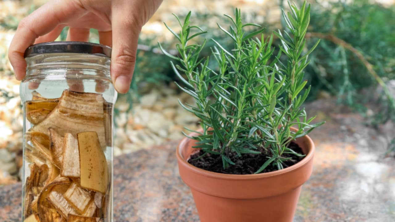 fertilizzante rosmarino