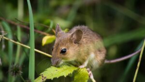 I topi non tollerano questo odore: mettilo in giardino