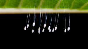Se vedi queste uova nel tuo giardino, non toccarle! Ecco cosa devi assolutamente sapere…