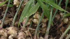 Di sicuro hai sentito parlare dello zenzero, ma non sapevi che le sue foglie avessero così tanti poteri