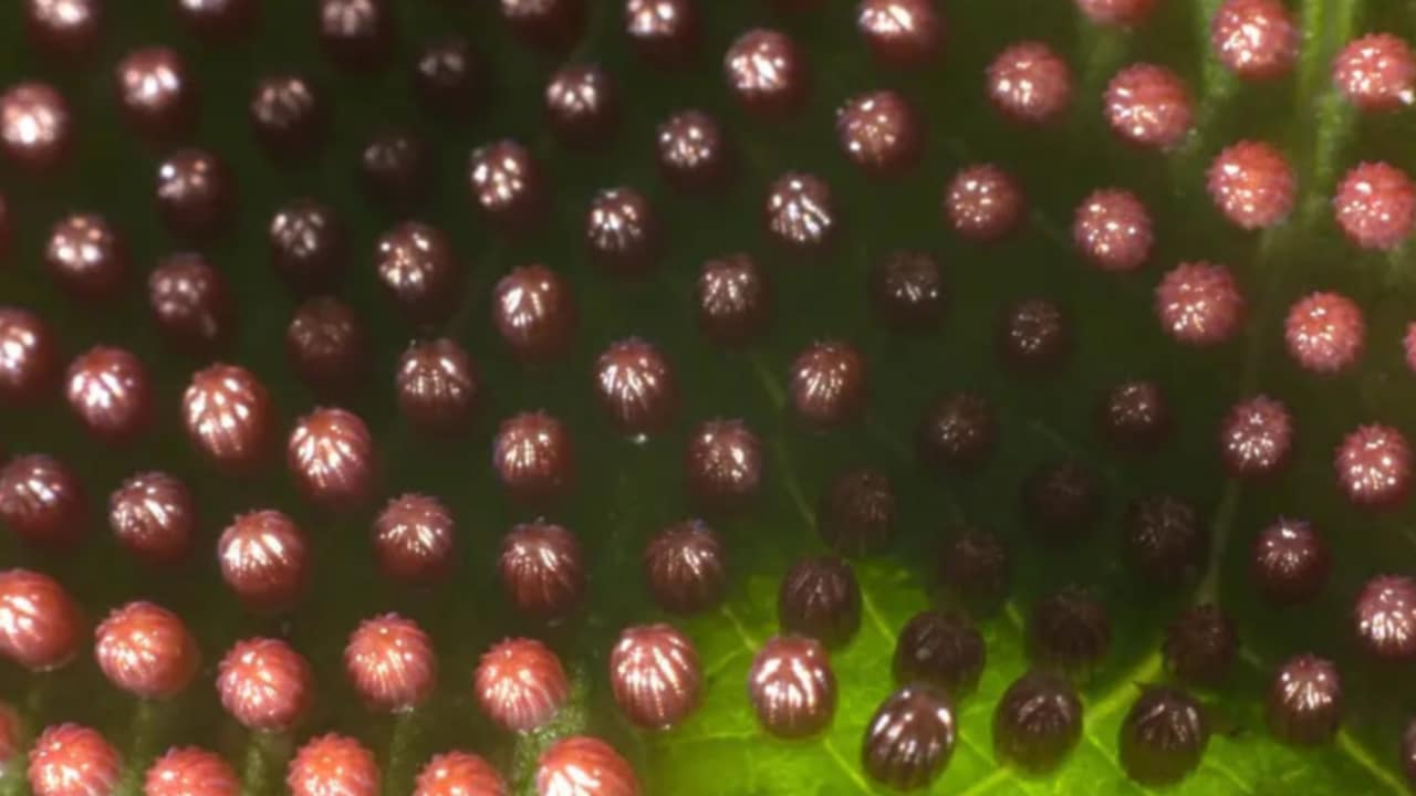 uova farfalla mantello di lutto