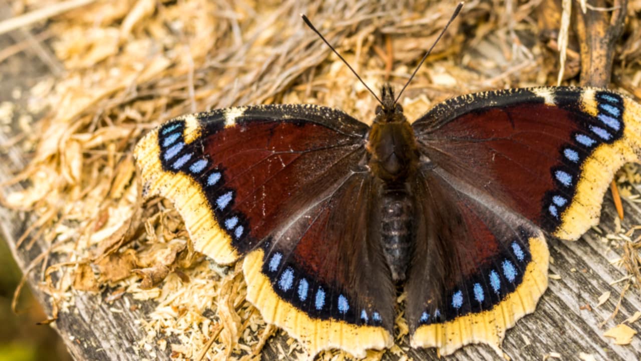 uova farfalla mantello di lutto
