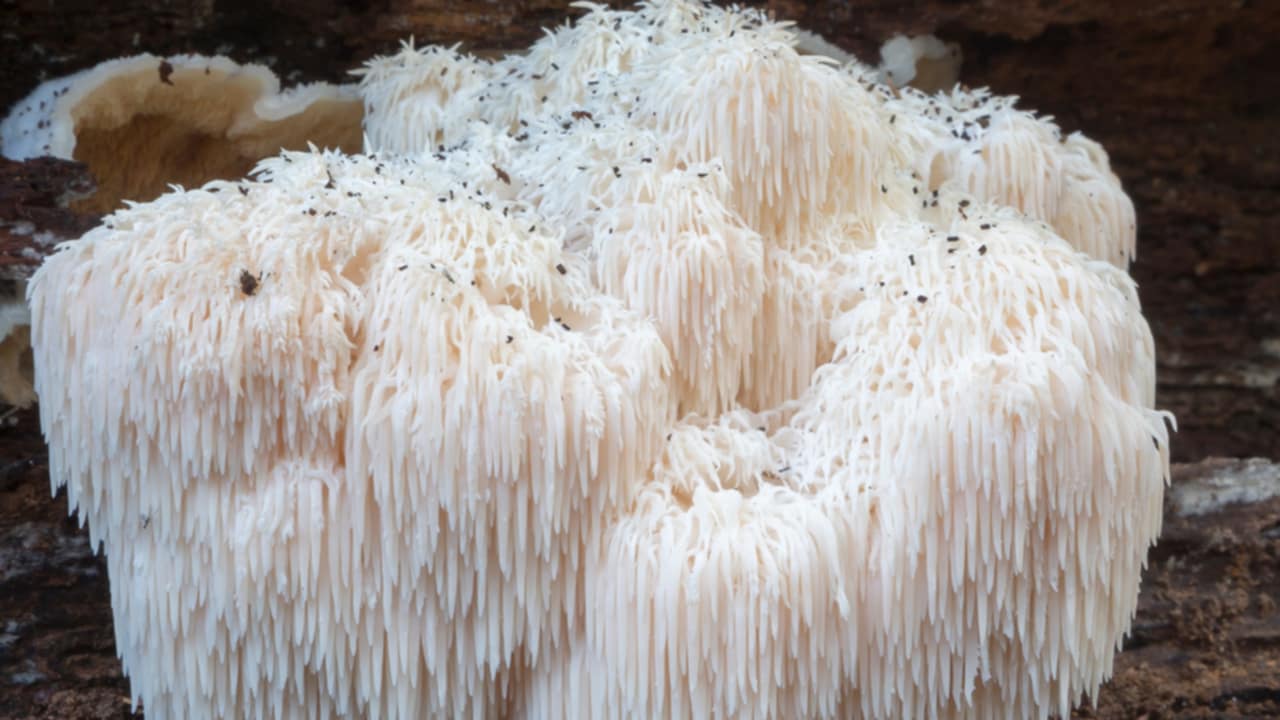 benefici Criniera di Leone