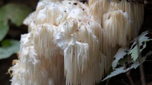 Da tempo si conoscono le sue proprietà, ma solo oggi si sta diffondendo. Ecco di cosa si tratta