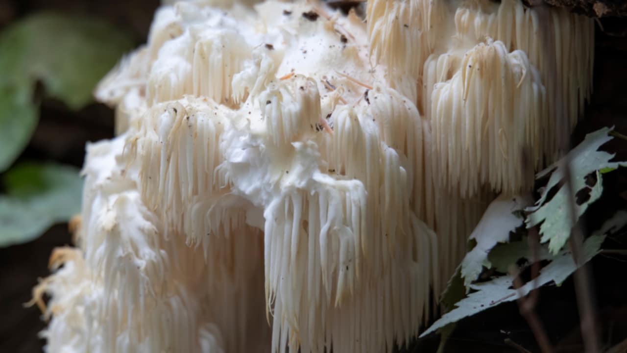 benefici Criniera di Leone