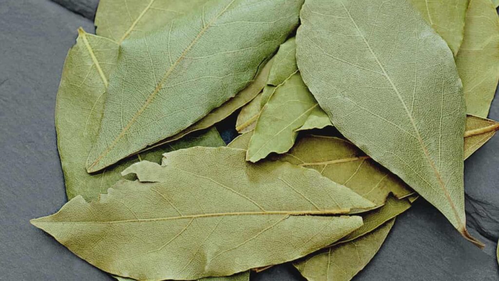 foglie di alloro in macchina