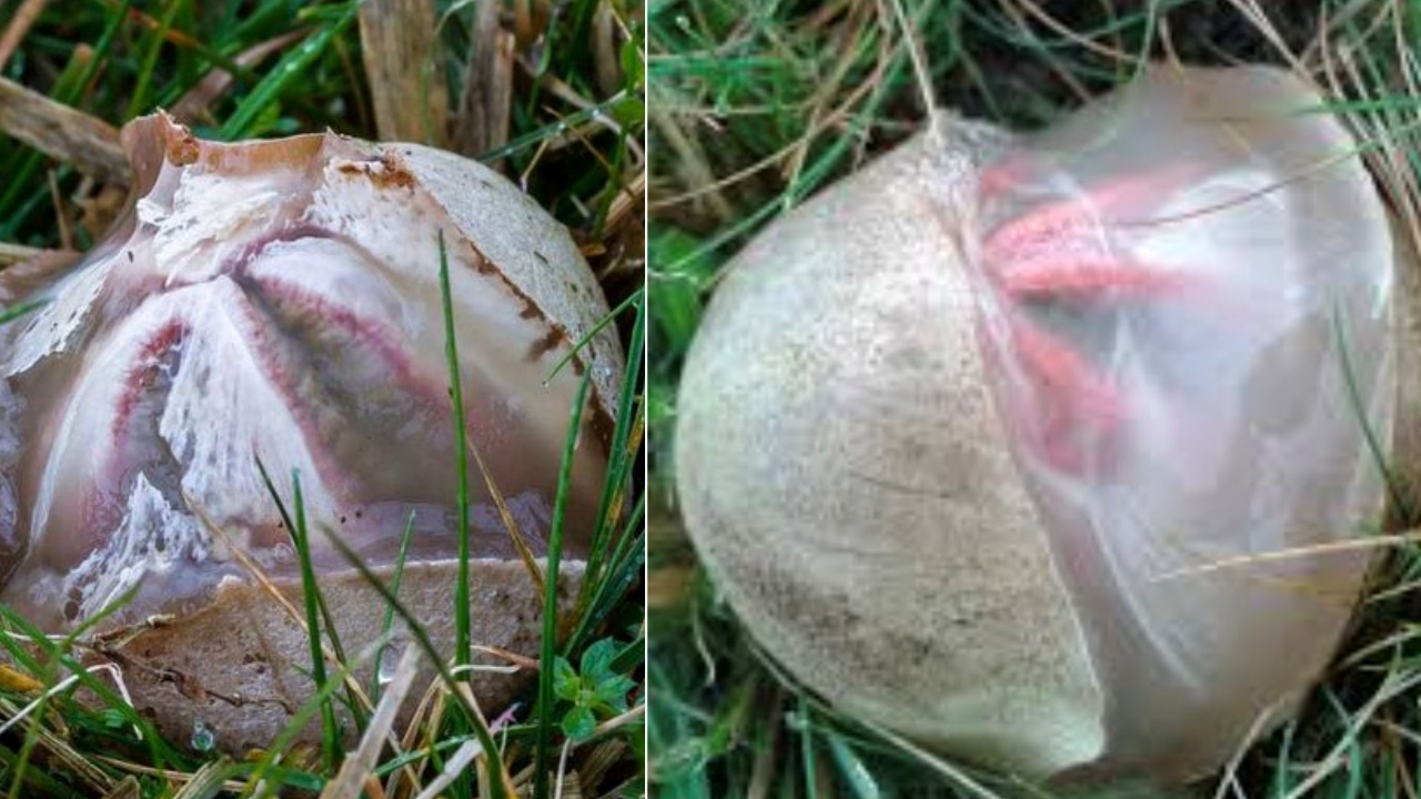 fungo Octopus stinkhorn