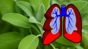 8 erbe che eliminano il muco, combattono le infezioni e aiutano a riparare i polmoni