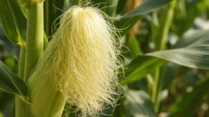 Benefici della barba di mais, un rimedio naturale con proprietà diuretiche, antiossidanti e antinfiammatorie