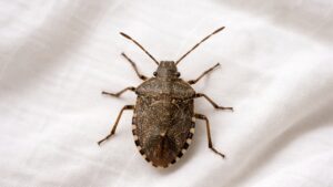 Le cimici entrano in casa per questo motivo