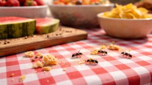 Addio formiche grazie a questo metodo naturale