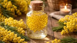 Hai la mimosa in casa? Ecco come preparare l’oleolito, è utilissimo!