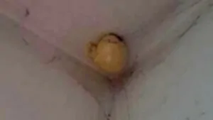 Una donna ha chiesto su Facebook cosa fosse il bizzarro “uovo” sul soffitto della sua stanza. Nessuno è riuscito a capirlo, fino a quando non è stata svelata la verità